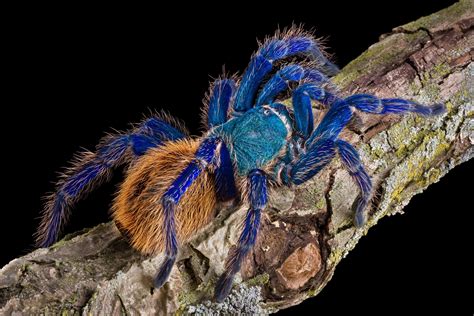 greenbottle blue tarantula sex.